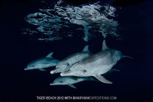 Atlantic spotted dolphins