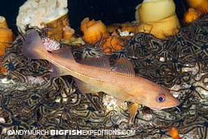 Atlantic cod in Norway diving