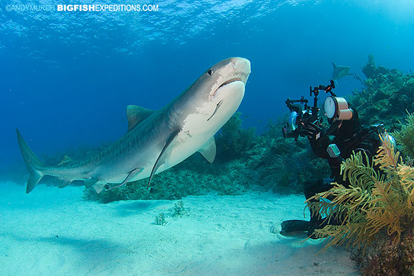 diver and tiger shark next to the reef to avoid a shark attack