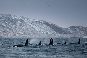 Killer whale pod in Norwegian fiord. Diving.