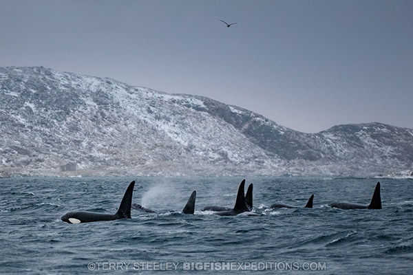 Killer whale pod in Norwegian fiord. Diving.