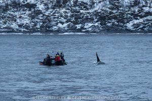 diving with orcas in the fjords of Norway