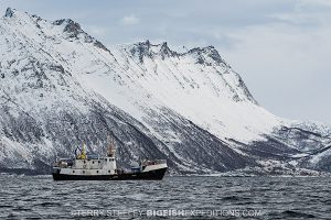 MV Sula diving with orcas