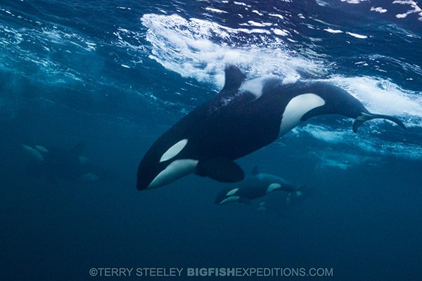 Snorkeling with orcas