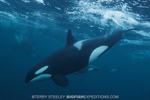 Orca mother and calf diving