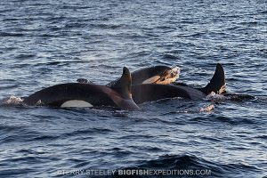 Pod of orcas in Norway