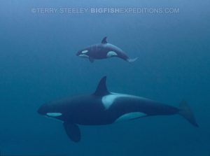 Orca diving in Norway. Mother and Calf.
