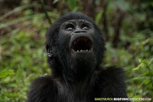 Baby mountain gorilla in Uganda