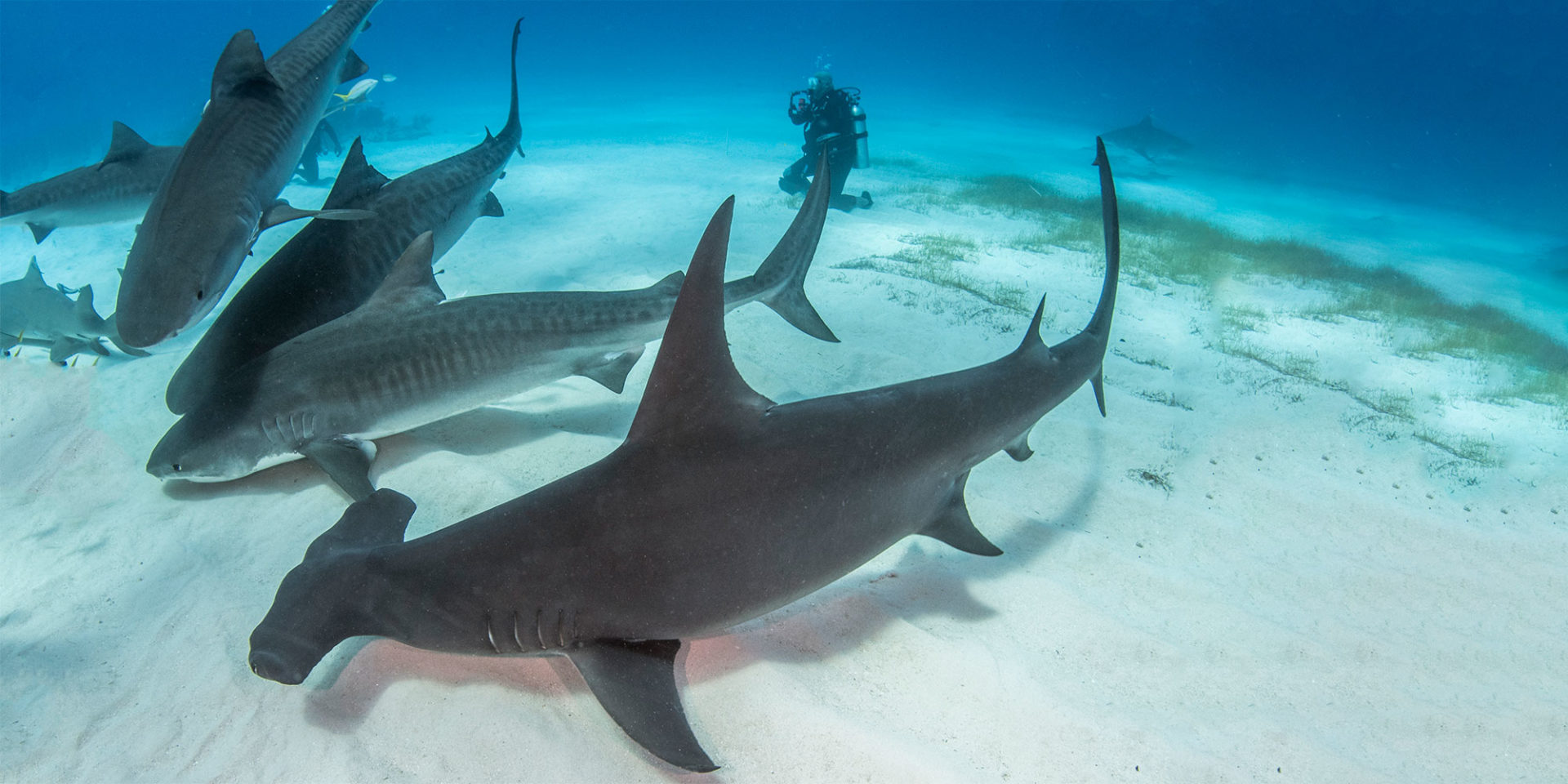 Diving with Great Hammerhead Sharks; Bahamas 2019