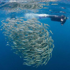 A diver Photographing a baitball