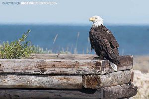 Bald Eagle, Bird watching in Churchill