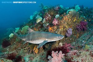 Banded hound shark diving around Japan