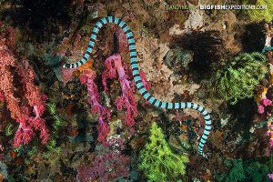 Banded krait sea snake diving in the Philippines