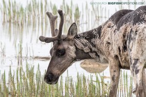 Barren Ground Caribou