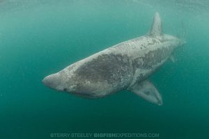 Diving with basking sharks in Scotland