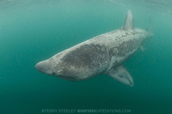 Diving with basking sharks in Scotland