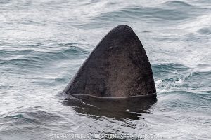 basking shark fin while diving