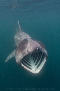 Basking shark mouth agape