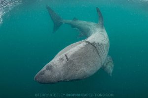 basking shark diving - a quick turn