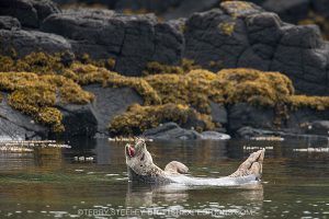 Harbour seal. Isle of Coll