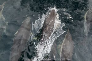 Dolphins on the bow while diving with basking sharks