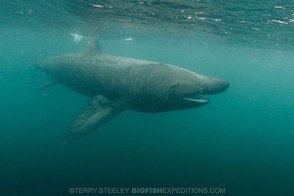 Diving with basking sharks