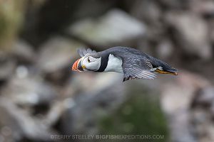 flying puffin