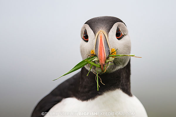 Puffin with nest building material on our basking shark adventure