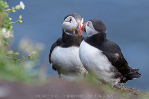 Puffins on Lunga