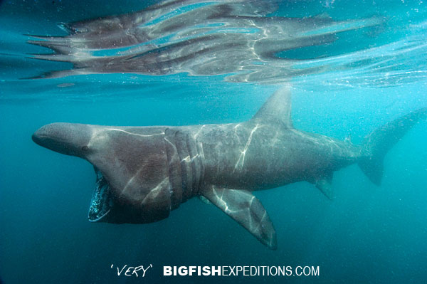 Basking Shark Diving