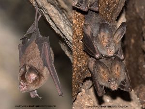 Left - Schneider's Leaf-nosed Bat. Right - a pair of Lesser False Vampire Bats.