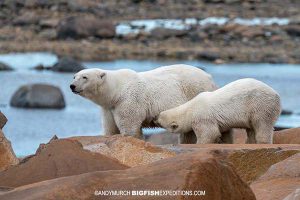 Polar bear nursing its cub.