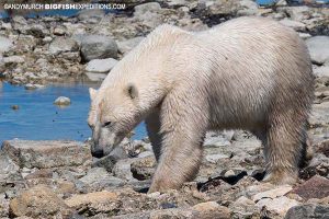 Close up of a polar bear on the Tundra Buggy.