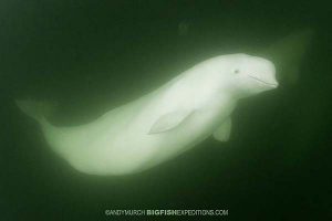 Snorkeling with belugas in Churchill