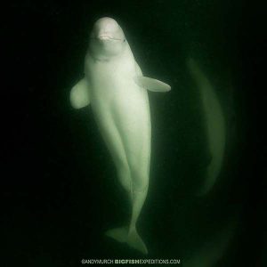 Beluga whale encounter