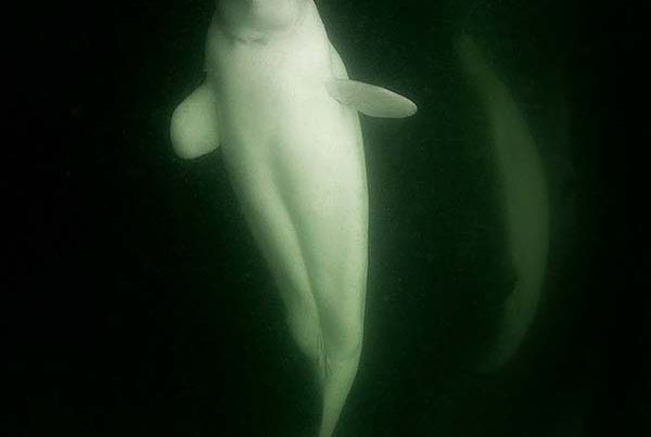 Beluga whale encounter