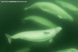 Snorkeling with beluga whales