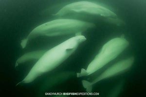 Snorkeling with belugas