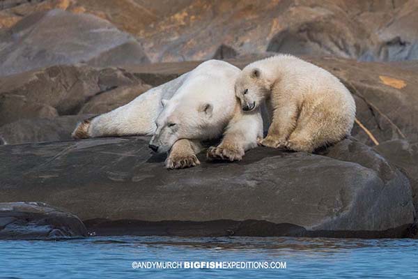 Mom and baby polar bear in Churchill. Snorkeling with belugas.