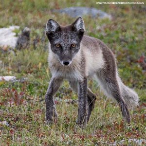 Arctic Fox encounter.