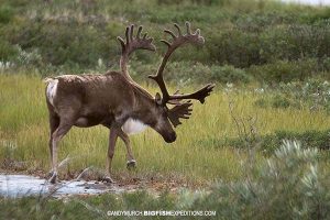 Barren grouind caribou photographed from the Tundra Buggy.