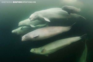 Beluga whale viewing in Churchill.