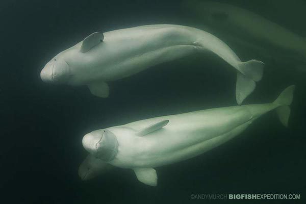 Beluga diving in Churchill, Canada.