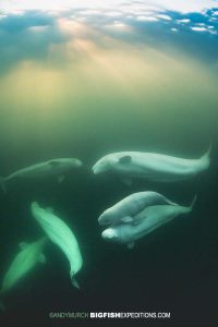 Belugas in Sun Rays