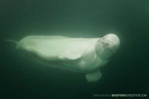 Beluga whale watching