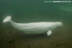 Swimming with belugas in Churchill with big fish expeditions.