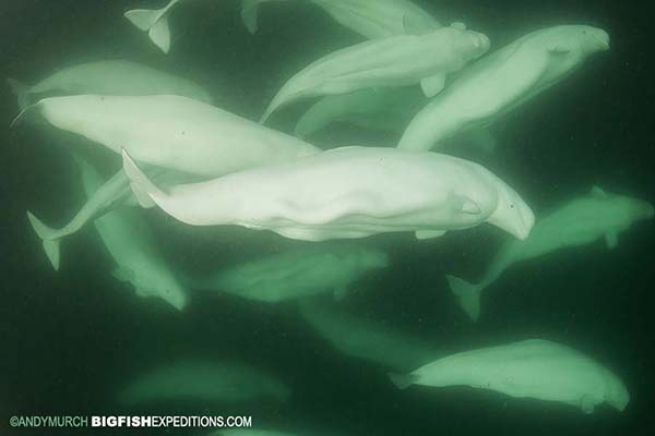 Lots of belugas swimming in a pod in Churchill with Big Fish Expeditions.