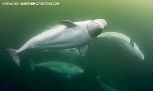 Belugas swimming in Churchill, Canada