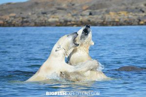 Polar bears swimming in water