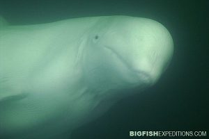 Beluga Whale viewing